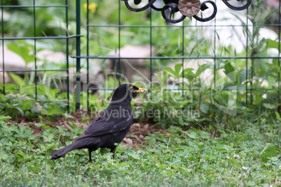 Blackbird in the garden looking for insects