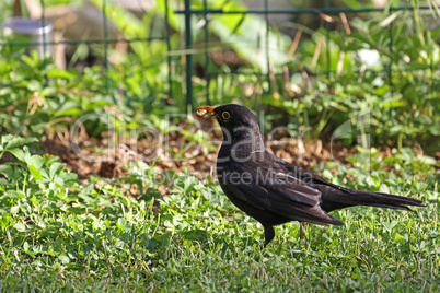 Blackbird in the garden looking for insects