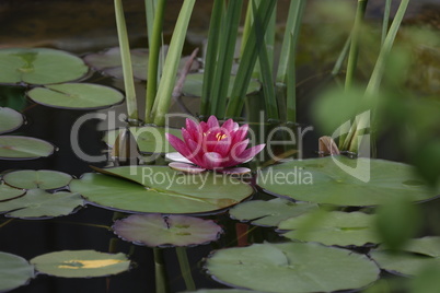 A beautiful water lily flower that hovers over the water