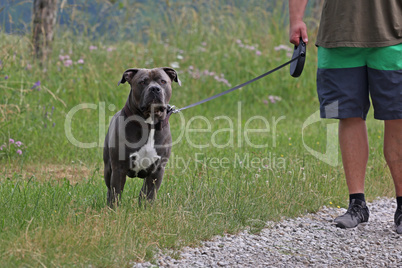 Dog on a leash while walking in nature