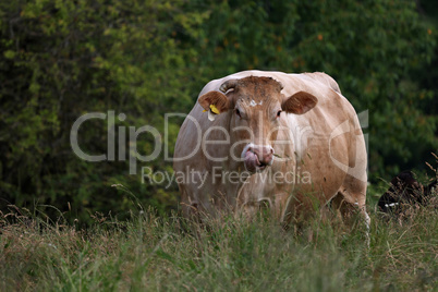 Cow with herd in summer on the pasture