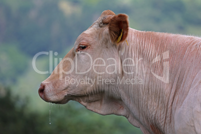 Cow with herd in summer on the pasture