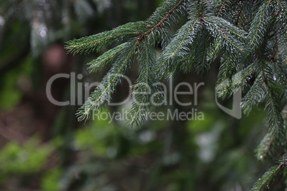 Young shoots on a fir branch in the forest