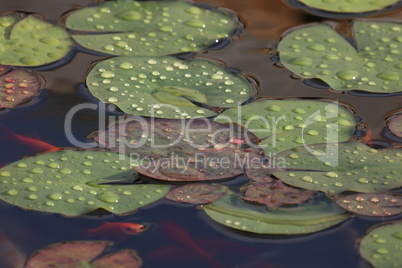 Beautiful water lily leaves in large drops of water