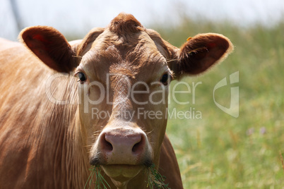 Red cow in the pasture looking at the camera