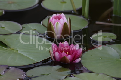 A beautiful water lily flower that hovers over the water