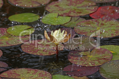 A beautiful water lily flower that hovers over the water