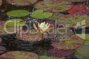 A beautiful water lily flower that hovers over the water