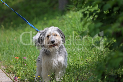 Dog on a leash while walking in nature