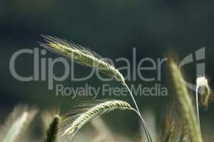 Ears of young green wheat on the field