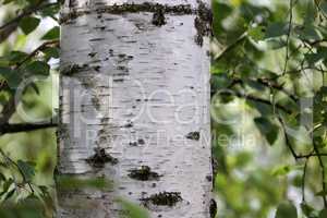 White birch trunk on a background of green foliage