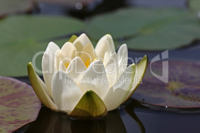 A beautiful water lily flower that hovers over the water