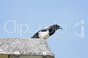 Eurasian magpie sitting on a street lamp watching streets below