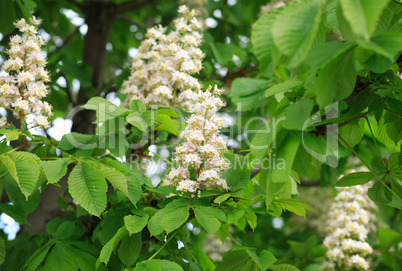 chestnut at spring