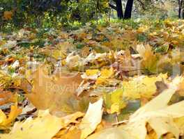 yellow maple carpet