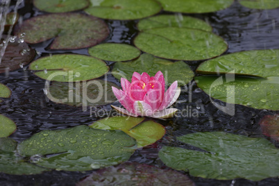 A beautiful water lily flower that hovers over the water