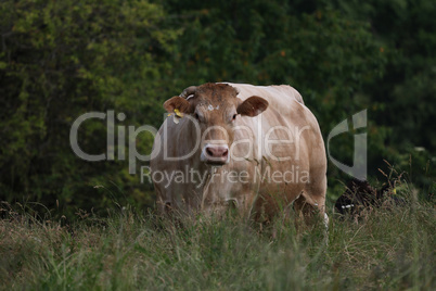 Cow with herd in summer on the pasture