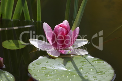 A beautiful water lily flower that hovers over the water