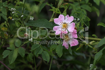 light rose white flower of a wild rose dogrose against a background of green leaves