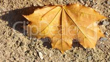 maple leaf on earth