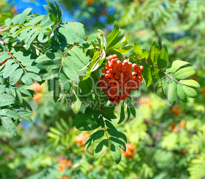 ashberry at dry sunny summer day