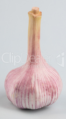 Garlic on green Background