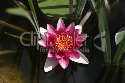 A beautiful water lily flower that hovers over the water