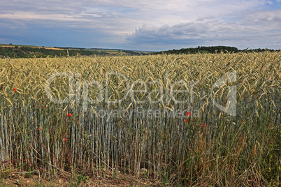 Rye ears ripen in the field in summer