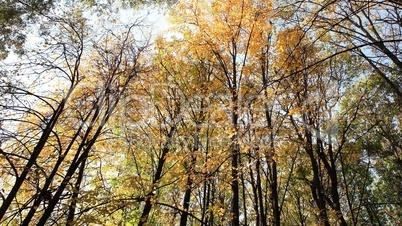 trees in autumn