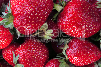 many raw red Strawberry at dry sunny summer day