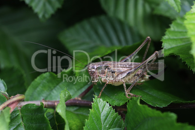 Grasshopper sits on a plant in the garden