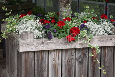 Bright geranium in the garden behind a wooden fence