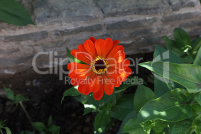 Isolated natural zinnia flower in the garden