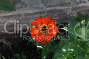 Isolated natural zinnia flower in the garden