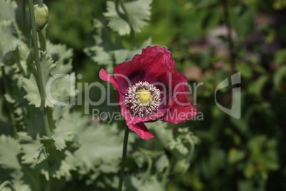 Red and purple poppy on a dark background