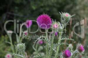 Thistle flower in the field in summer