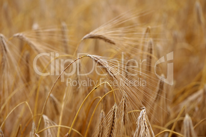 Golden ear of rye in the field