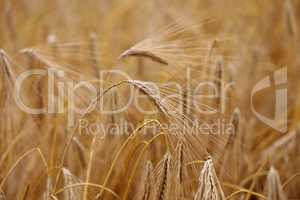 Golden ear of rye in the field