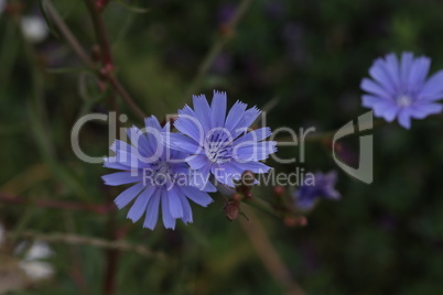 Light blue Cichorium flower on the meadow