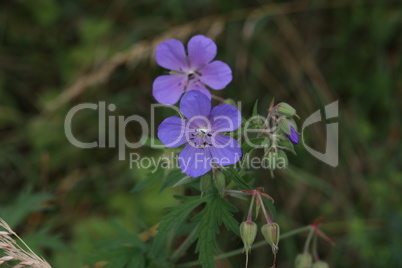 Delicate blue flowers of the meadow geranium