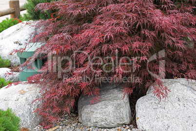 Plants and stones of a beautiful Japanese garden