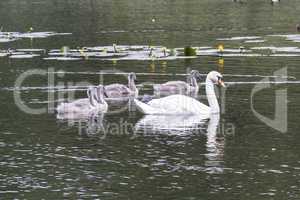 Trittau - At the mill pond - a swan family