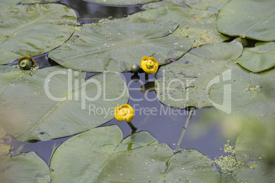 Trittau - At the mill pond - Water lilies