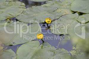 Trittau - At the mill pond - Water lilies