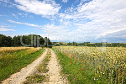 Summer landscape with fields and meadows on a clear day