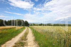 Summer landscape with fields and meadows on a clear day