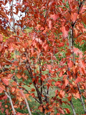 red oak leafs at autumn