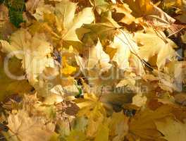 yellow maple carpet