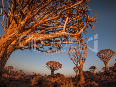 The Quivertree Forest near Keetmanshoop in Namibia, Africa.