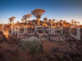 The Quivertree Forest near Keetmanshoop in Namibia, Africa.